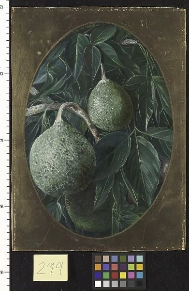 299. The Bael Fruit. Aegle Marmelos, Corr