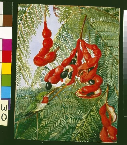 30. The Wild Tamarind of Jamaica with scarlet Pod and Barbet