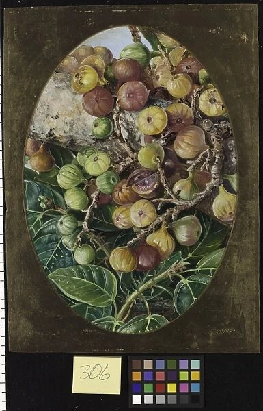 306. Foliage and Fruit of Fig Tree held Sacred by the Hindoos