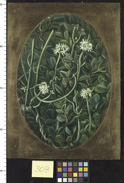 308. The Soma-lata. Sarcostemma aphylla, Roxb