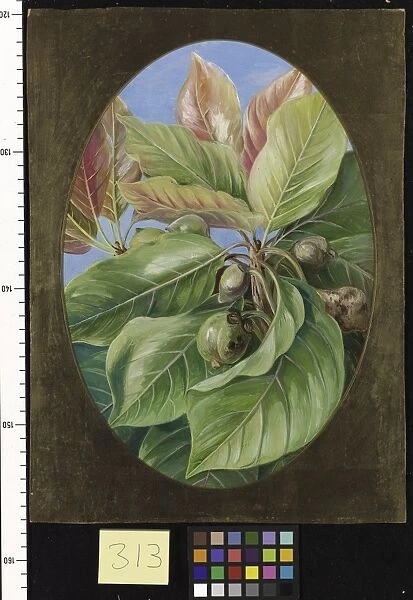 313. Foliage and Fruit of the Mahwa