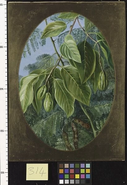 314. Foliage and Fruit of two Indian Trees
