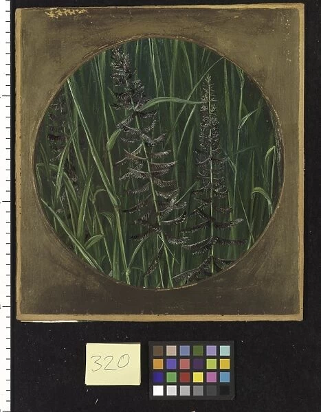 320. A sacred Grass. Eragrostis cynosuroides, R