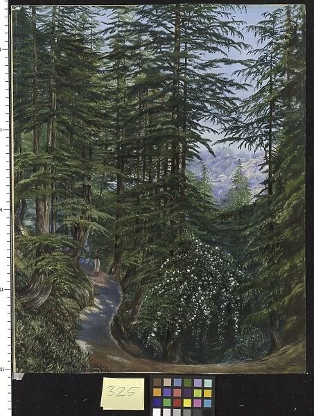 325. Deodar Grove at Simla, with Wild Rose in the foreground