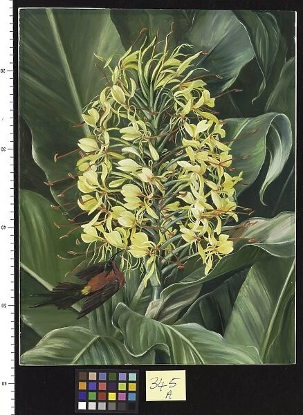 345. Hedychium Gardnerianum and Sunbird, India