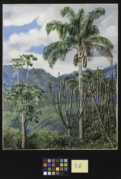 36. View in Brazil near 0uro Preto with Oil Palms