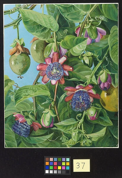 37. Flowers and Fruit of the Maricojas Passion Flower, Brazil
