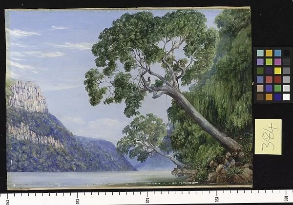 384. Kaffir Plumtrees overhanging St. Johns River, Kaffrar