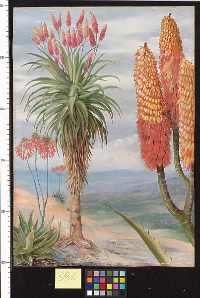 386. Aloes at Natal. In front is a portion of the inflorescence