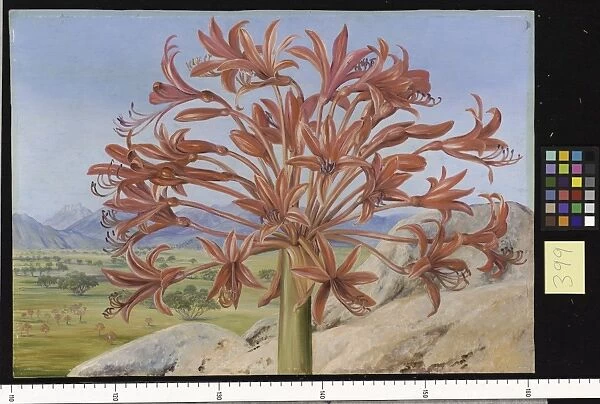 399. Brunsvigia multiflora, near Queenstown, South Africa