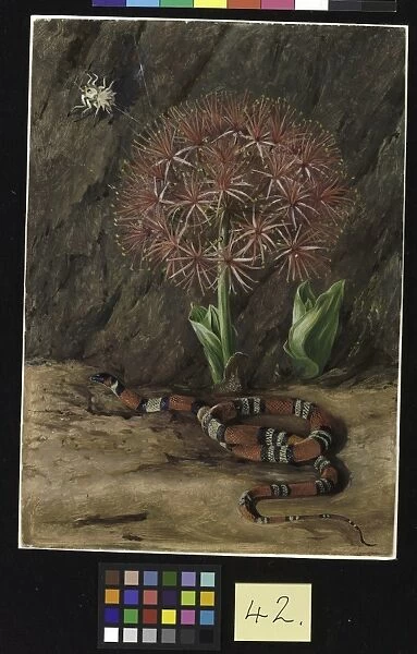42. Flor Imperiale, Coral Snake and Spider, Brazil