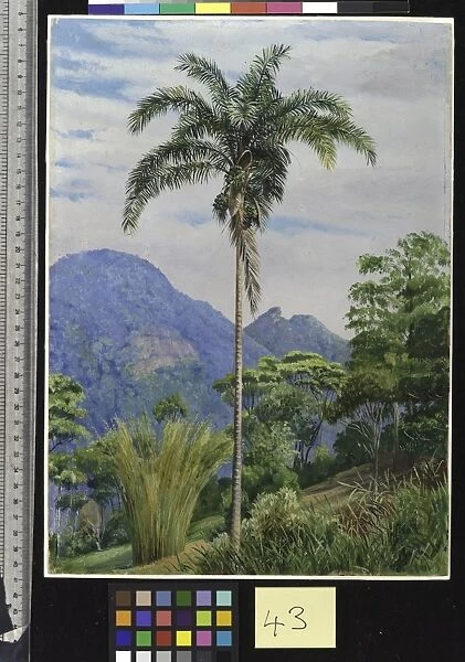 43. Tijuca, Brazil, with a Palm in the foreground