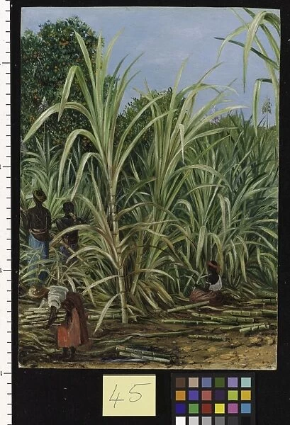 45. Harvesting the Sugar-Cane in Minas Geraes, Brazil