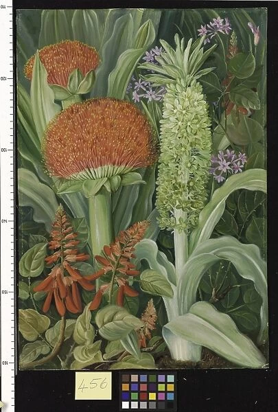 456. Haemanthus and other South African Flowers