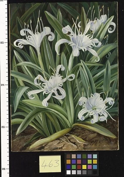 463. An Asiatic Pancratium, colonised in the Seychelles