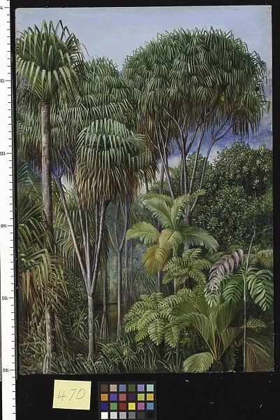 470. Screw-Pines, Palms, Tree-Ferns, and Cinnamon Trees on the h