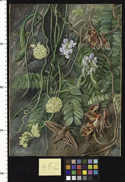 482. Two trailing-plants with Lizard and Moth from Ile Aride, Se