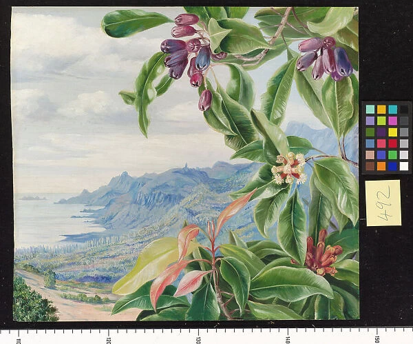 492. The Clove in fruit, and view over Mahe, Seychelles