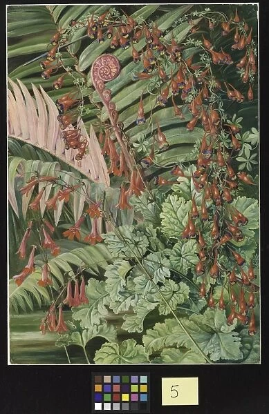 5. Fern and Flowers bordering the river at Chanleon, Chili