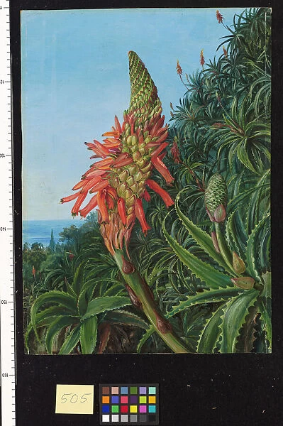 505. Common Aloe in Flower, Teneriffe