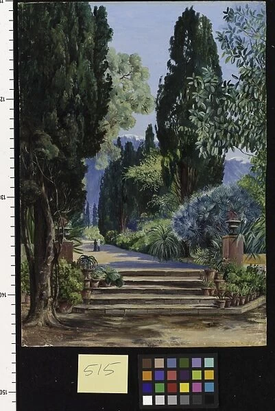 515. A View in the Botanic Garden, Teneriffe