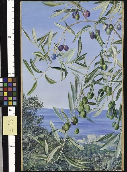 517. Study of Olives, painted in Italy