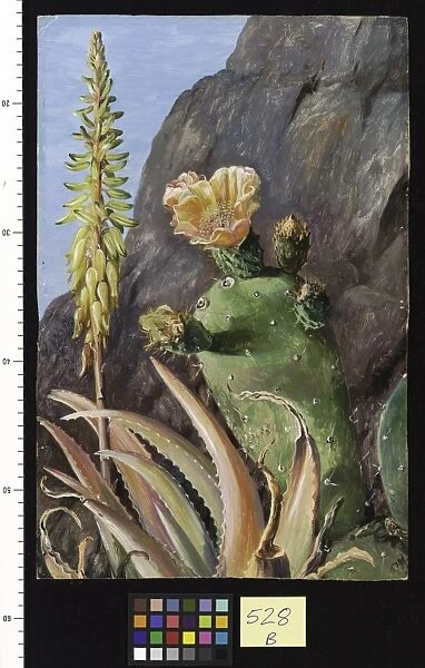 528. Aloe and Cochineal Cactus in Flower, Teneriffe