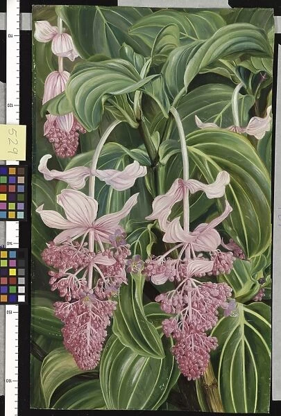 529. Foliage and Flowers of Medinilla magnifier