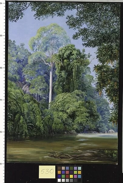 530. The Tapang-Tree, Sarawak, Borneo