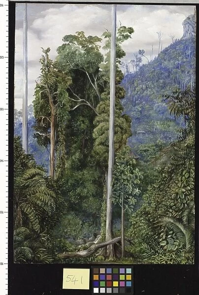 541. View of the Hill of Tegora, Borneo