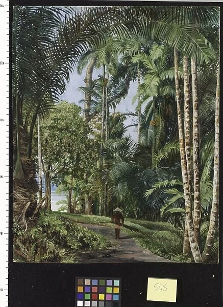 548. Walk under Palms, with a glimpse of the River at Sarawak