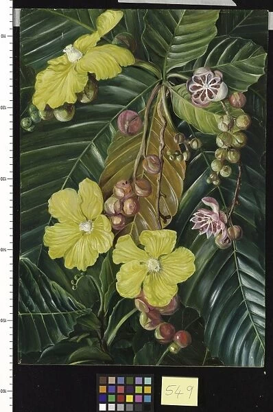 549. Foliage, Flowers, and Fruit of a Swamp Shrub of Borneo