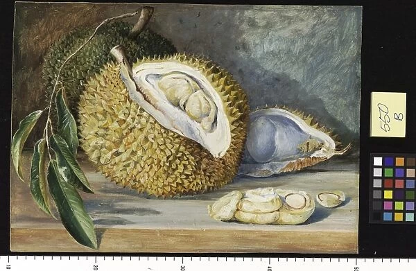 550. Durian Fruit from a large tree, Sarawak