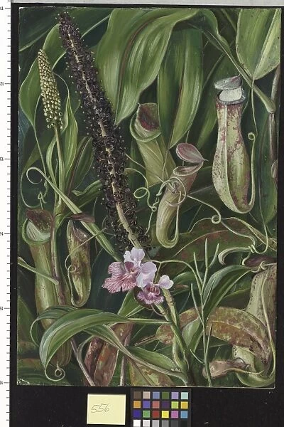 556. Foliage, Pitchers and Flowers of a Bornean Pitcher Plant, a