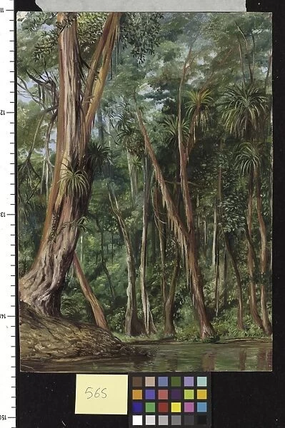 565. Palawan Trees, Sarawak, Borneo