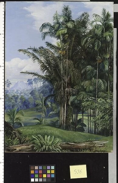 576. Group of Wild Palms, Sarawak, Borneo
