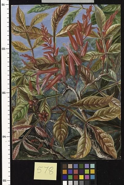 578. Bitter wood in flower and fruit, painted at Sarawak