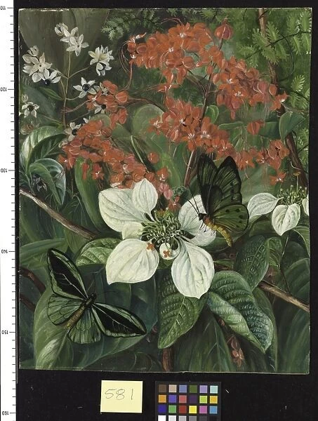 581. Flowers and Butterflies of Sarawak, Borneo