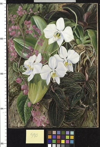 590. Malayan Moth Orchid and an American Climber