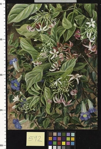 592. Two Climbing Shrubs, painted at Singapore