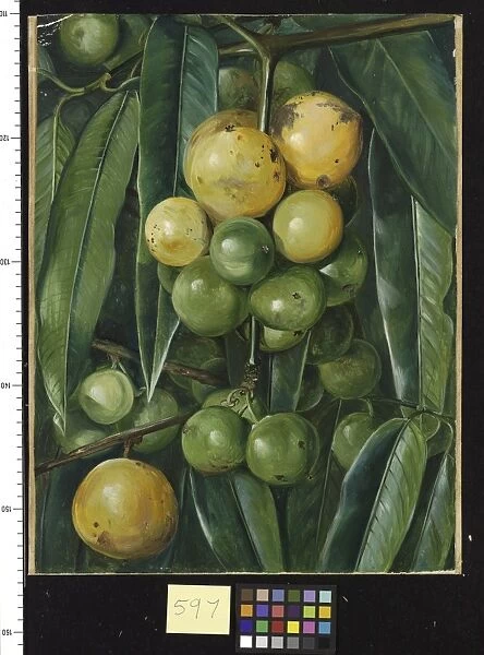 597. Foliage and Fruit of the Gourka or Goraka of India