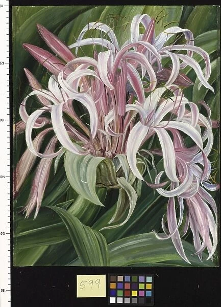 599. A cultivated Crinum, painted in Borneo