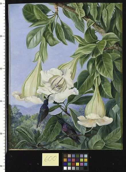 600. Foliage and Flowers of a Tropical American Shrub and Honeys