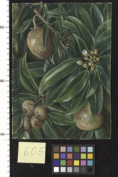 605. Foliage, Flowers, and Fruit of the Sapodilla Plum