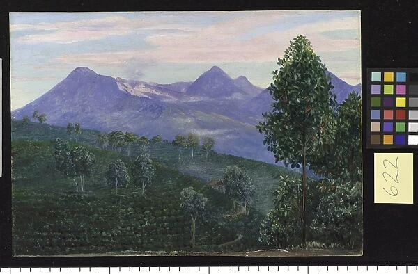 622. Another View of Papandayang, with Jak fruit Tree in the for
