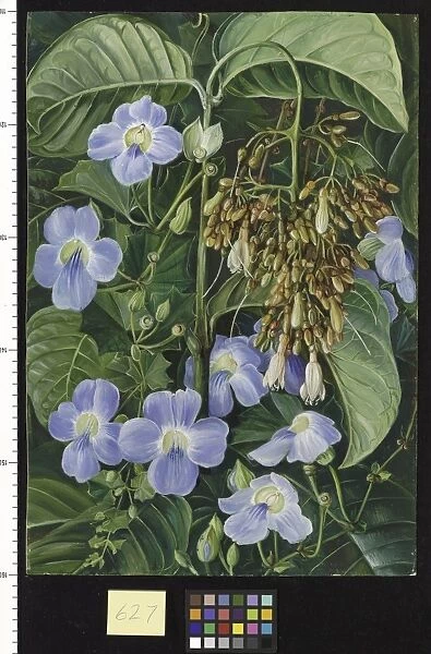 627. Blue-flowered Climber and a common Swamp Plant of Sarawak