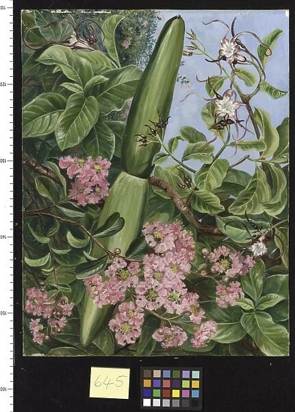 645. Two Flowering Shrubs of Java