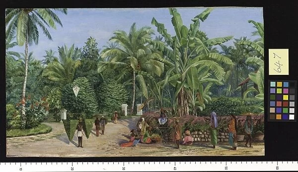 647. View from the Artists Window at Buitenzorg, Java