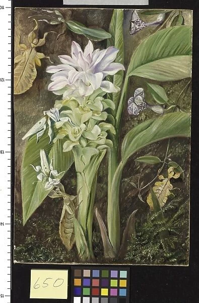 650. Zedoary, a Climbing Plant and Mantises, Java