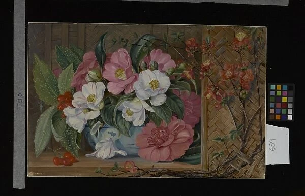 659. Japanese Flowers, painted from plants cultivated in this co